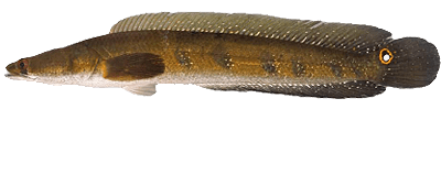 Bullseye Snakehead