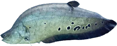 Clown Knife Fish